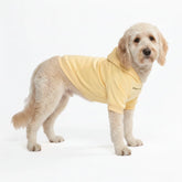 Essential Dog Hoodie - Buttercream